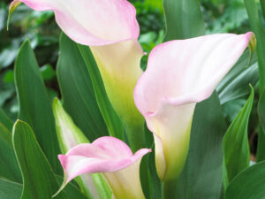 Кала Кристален Руж (Zantedeschia Crystal Blush) е