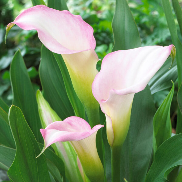 Кала Кристален Руж (Zantedeschia Crystal Blush) е