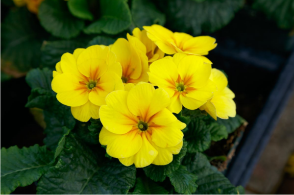 Primula Yellow(Иглика Жълта)