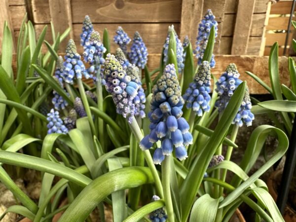 Мускари Синьо (Muscari Blue)