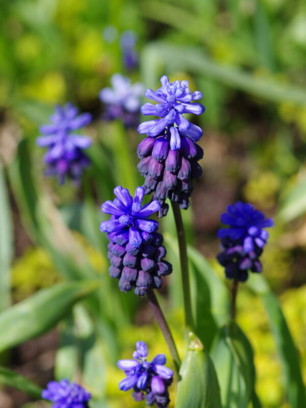 Мускари Синьо (Muscari Blue)