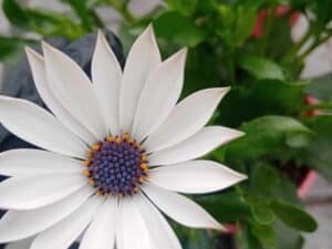 Остеоспермум Бял (Osteospermum White)