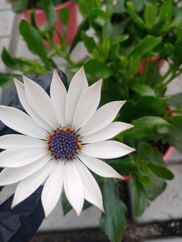 Остеоспермум Бял (Osteospermum White)