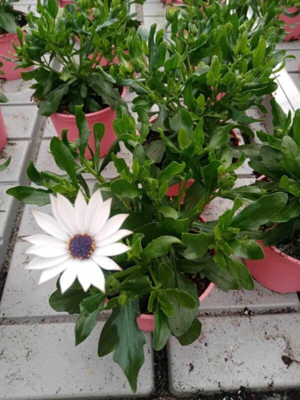 Остеоспермум Бял (Osteospermum White)