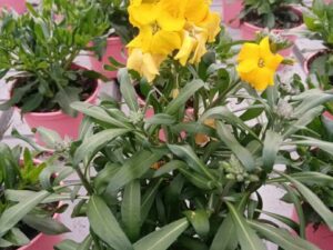 Erysimum Dark Yello(Шибой Тъмножълт)