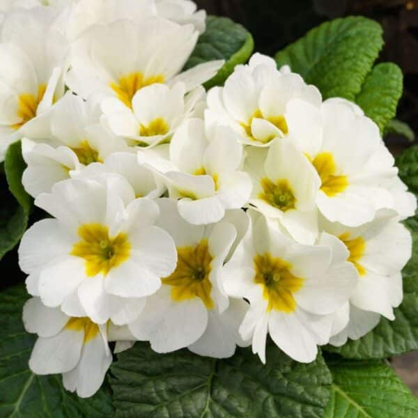 Иглика (Primula)