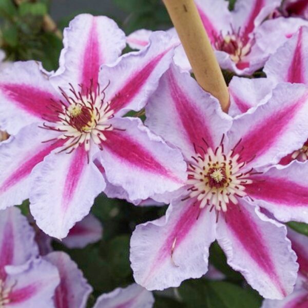 Clematis ‘Tudor’(Клематис Тюдор)