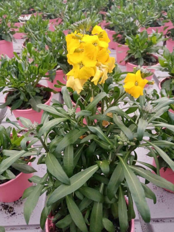 Erysimum  Dark Yello(Шибой Тъмножълт) - Image 3