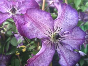 Clematis ‘Super Nova’ (Клематис 'Супер Нова')