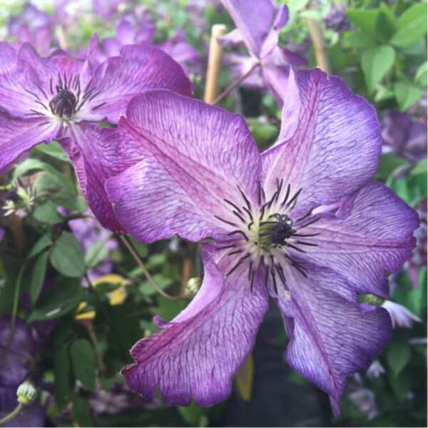 Clematis ‘Super Nova’ (Клематис 'Супер Нова')