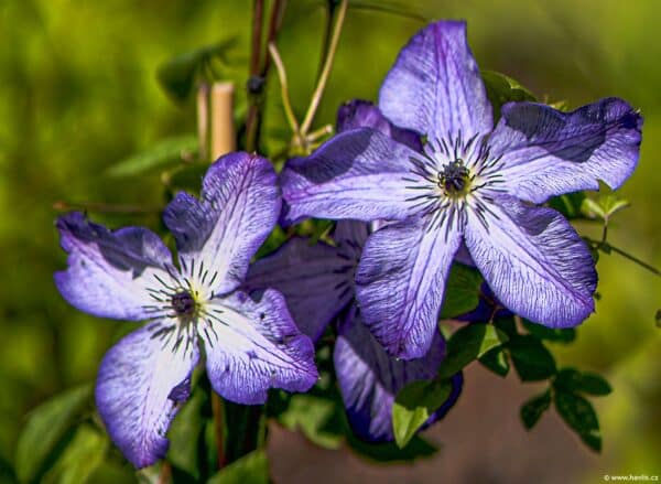 Clematis ‘Super Nova’ (Клематис 'Супер Нова')