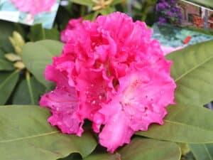 Rododendron 'Germania' (Рододендрон Германия)