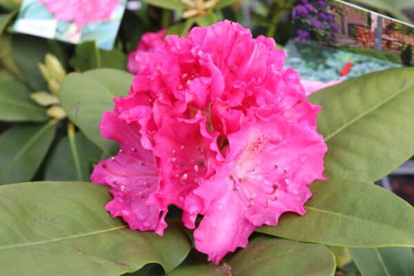 Rododendron 'Germania' (Рододендрон Германия)