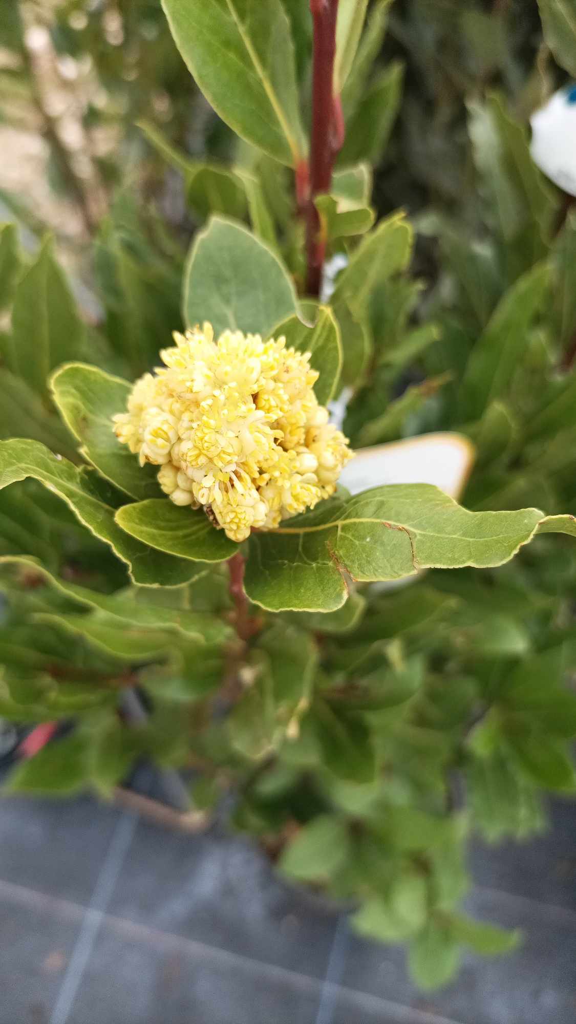 Vip Laurus Laurus nobilis (Дафинов лист) | Растения за градината