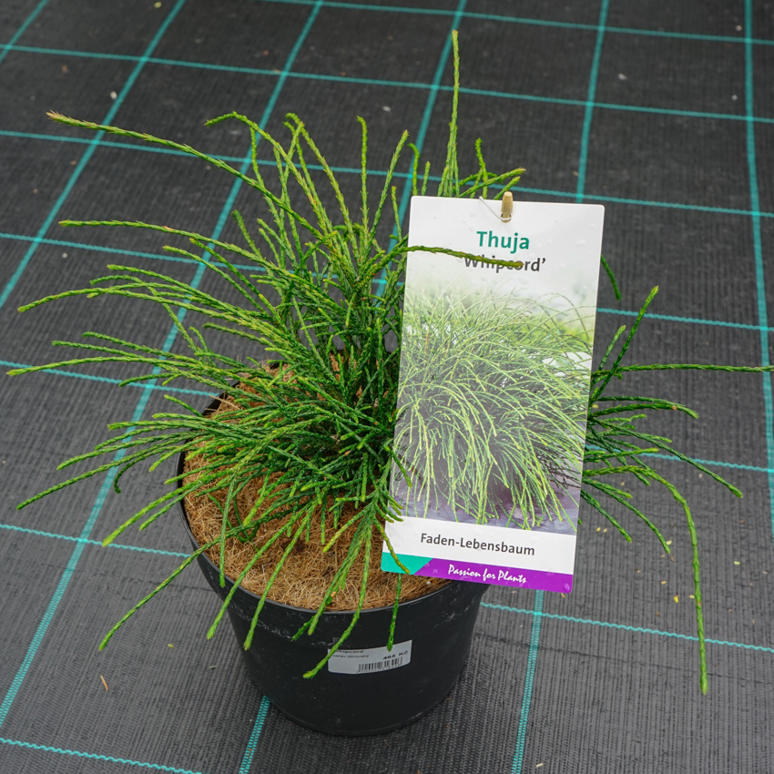 Thuja 'Whipcord' – иглолистен храст с висящи, нишковидни клонки и ефектна форма. Идеален за градини и саксии. Уникален стил с минимална грижа.