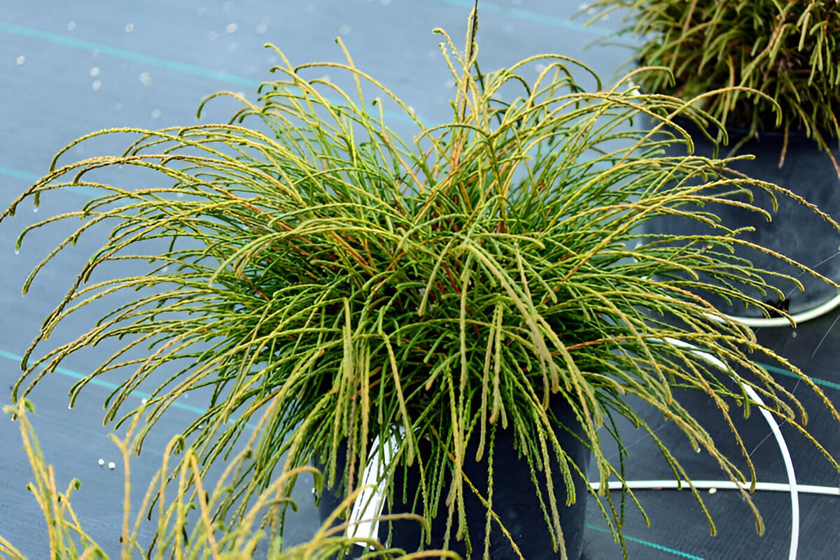 Thuja plicata 'Whipcord'(Туя Пликата Уипорд)