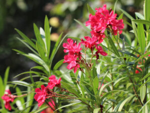 Oleander 'Red
