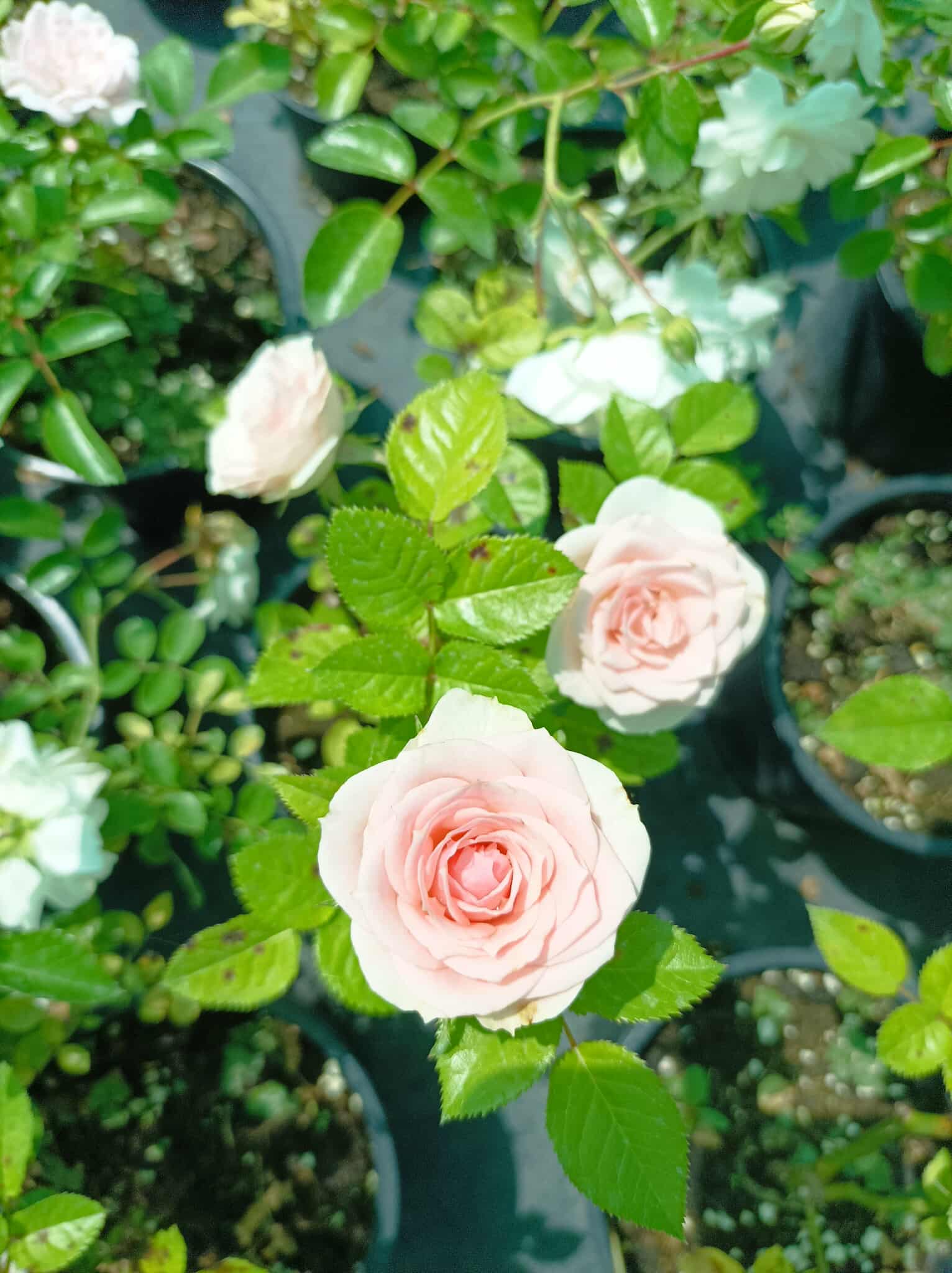 Poza Roz Pinck Rosa mini 'Pink' (Мини роза „Пинк“) | Растения за градината