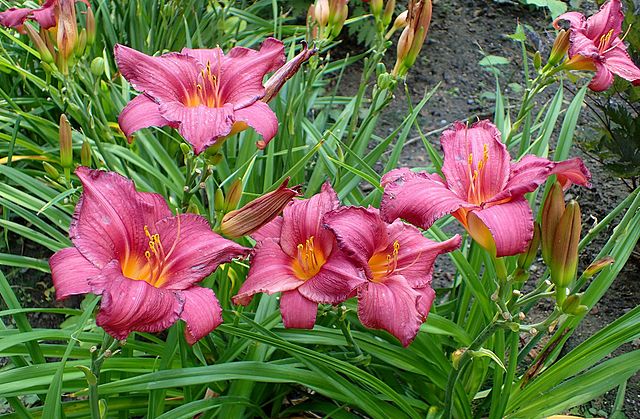 Hemerocallis Summer wine(Хемерокалис Лятно вино) - Image 4