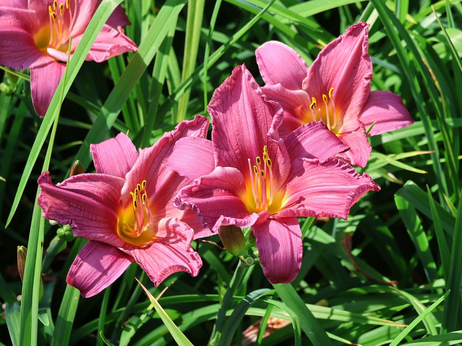 Hemerocallis Summer wine(Хемерокалис Лятно вино)