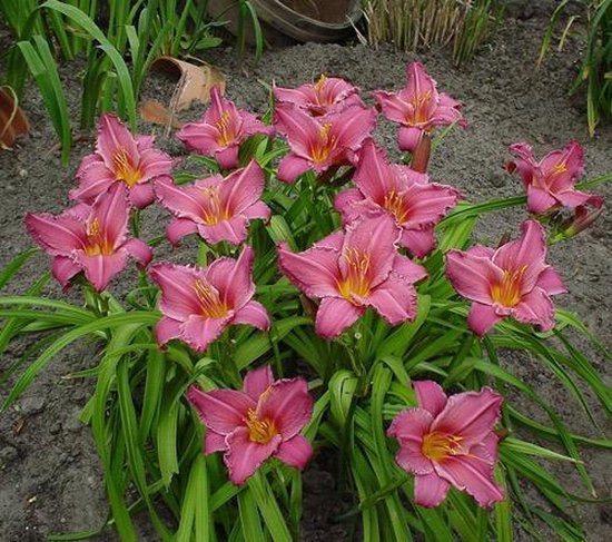 Hemerocallis Summer wine(Хемерокалис Лятно вино) - Image 2