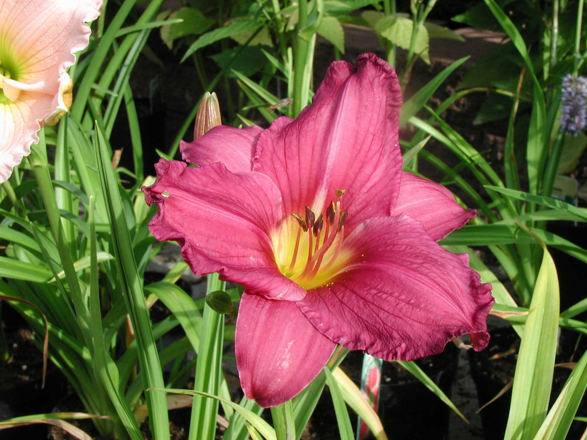 Hemerocallis Summer wine(Хемерокалис Лятно вино) - Image 3