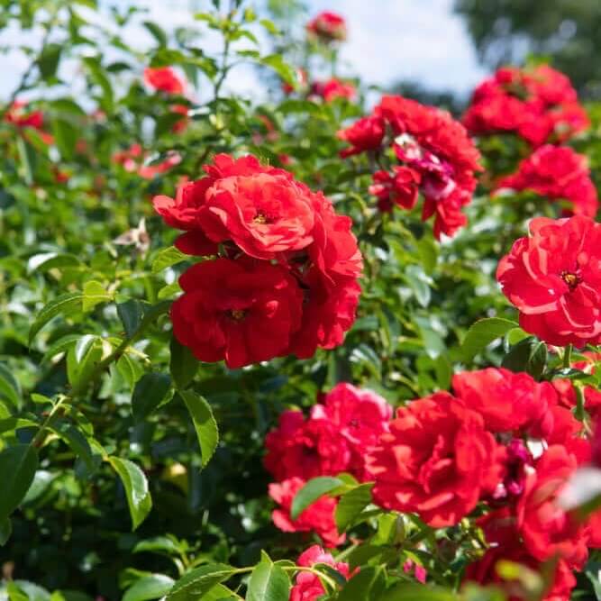 Мини червена роза (Rosa chinensis minima)
