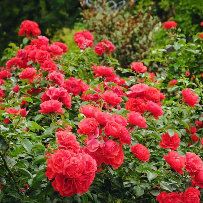 Мини червена роза (Rosa chinensis minima)