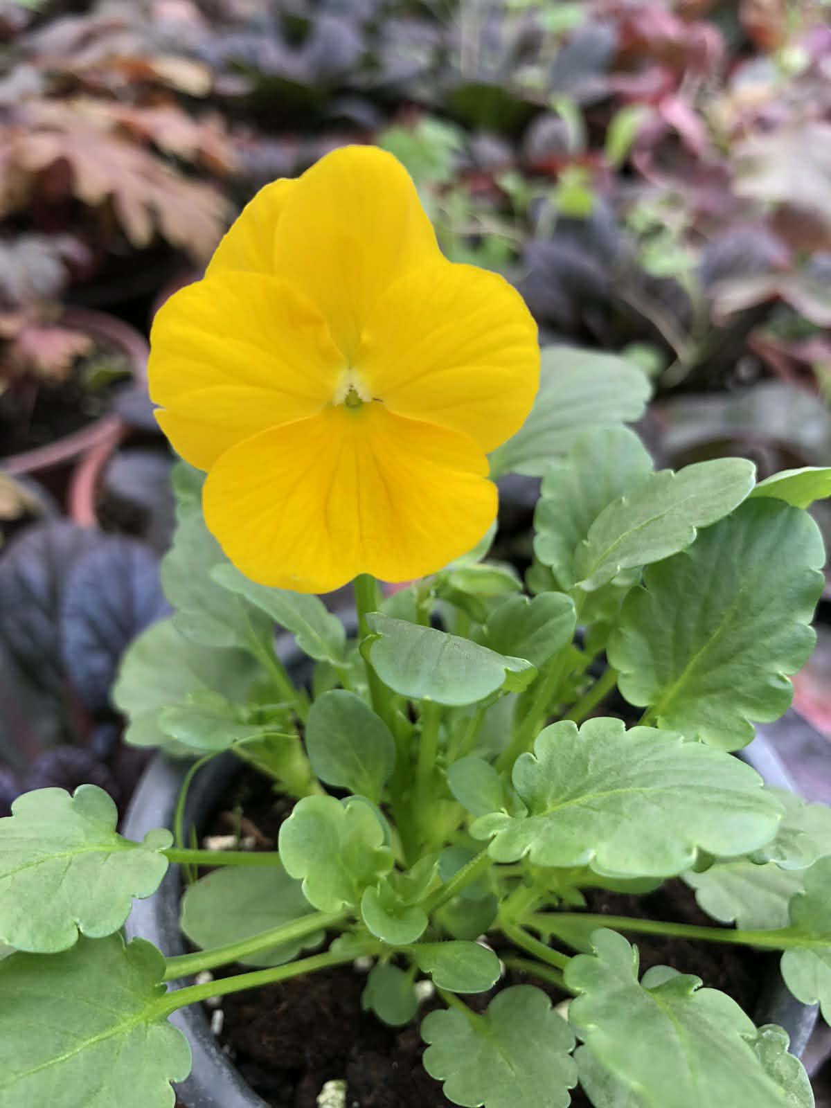Viola Mini Yellow мини теменужка жълта с ярки жълти цветове