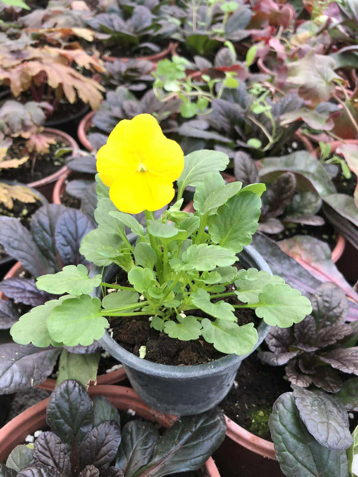 Мини теменужка жълта Viola Mini Yellow за саксии и балкони