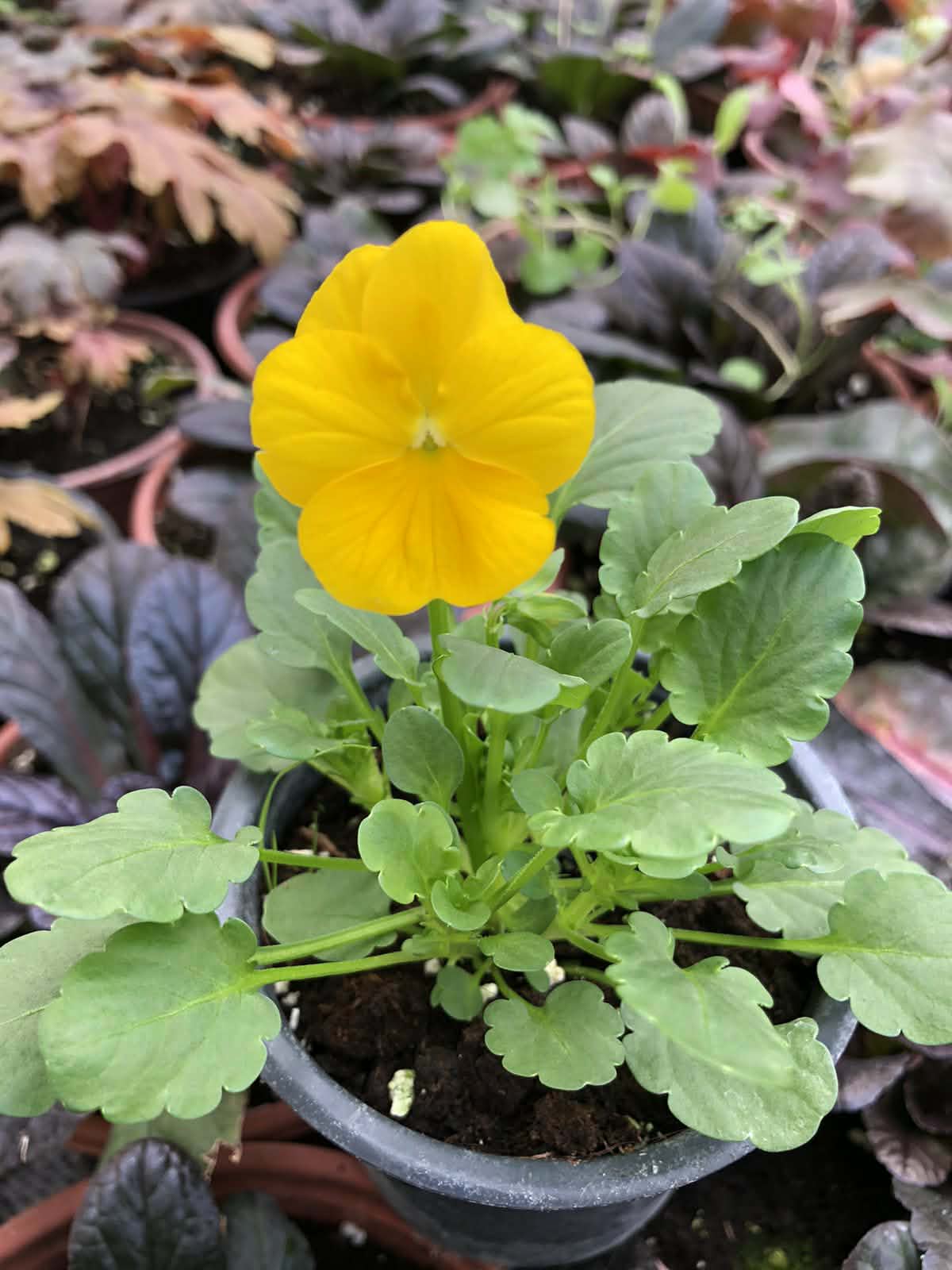 Viola Mini Yellow ярко жълта мини теменужка градинско цвете