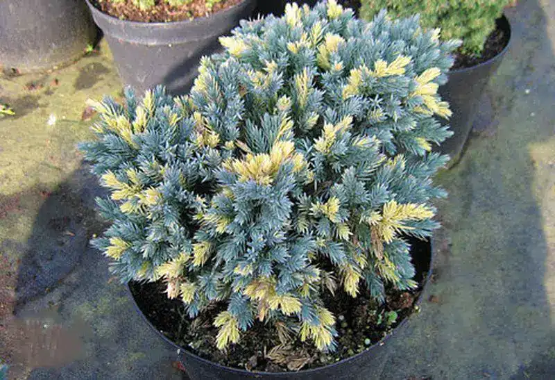 Juniperus squamata 'Floreant' декоративна хвойна с пъстри синьо-зелени иглици