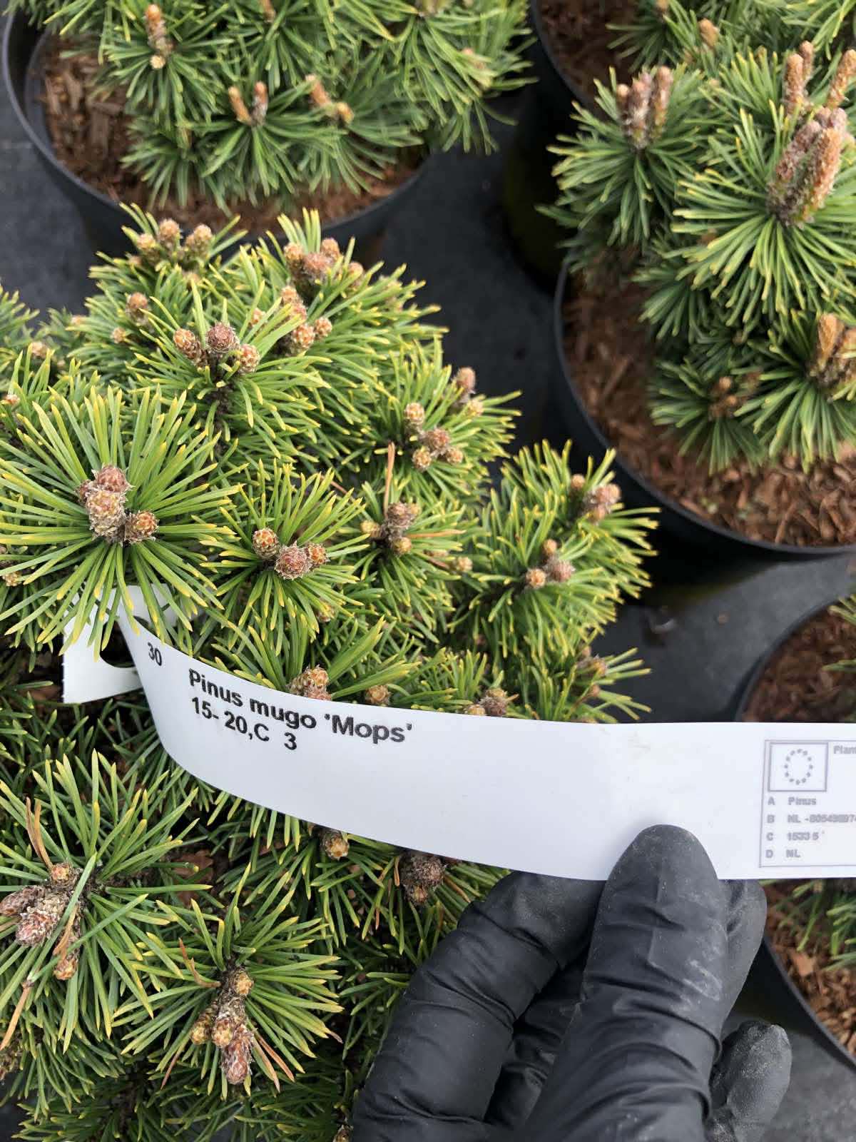 Pinus Mugo Mops Pinus Mugo Mops