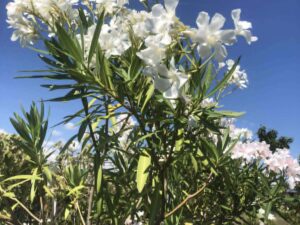 Oleander White (Зокум бял)