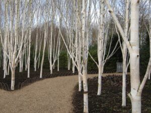 Betula utilis ‘Doorenbos’ (Бяла хималайска бреза ‘Doorenbos’) с декоративна снежнобяла кора за елегантен акцент в градината