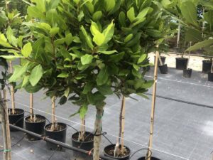 Laurus nobilis – дафинов лист на стъбло с гъста оформена корона и вечнозелени ароматни листа в декоративна саксия.