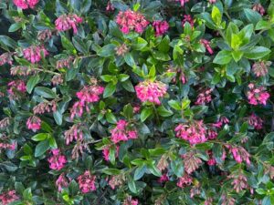 Escallonia ‘Red Dream’ (Ескалония ‘Червена мечта’) компактен вечнозелен храст с червено-розов цъфтеж