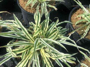Arthropodium ‘Little Lilia’ (Артроподиум ‘Малка Лилия’) с нежен бял цъфтеж за саксии, бордюри и полусенчести места