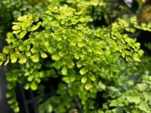 Adiantum pedatum ‘Imbricatum’ – северен венерин косъм с нежни ветрилообразни зелени листа и тъмни фини дръжки.