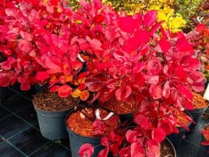 Cotinus coggygria ‘Flamissimo’ (Смрадлика ‘Flamissimo’) декоративен храст с ефектна окраска за градина
