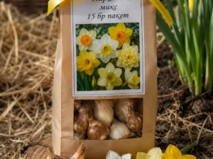 Narcissus mix – Нарциси микс в различни цветове за градина и саксии