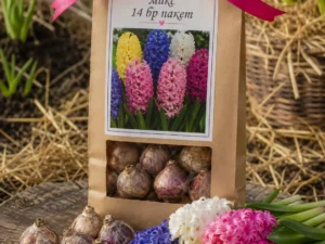 Hyacinthus mix – Зюмбюли микс в различни цветове с луковици за засаждане
