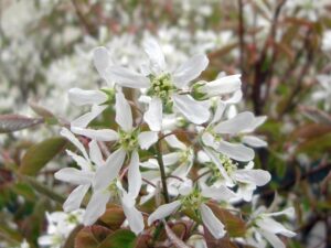 Amelanchier lamarckii с бели пролетни цветове и свежа зелена листна маса