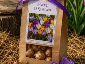 Crocus mix – Минзухари микс в лилави, бели и жълти цветове с луковици