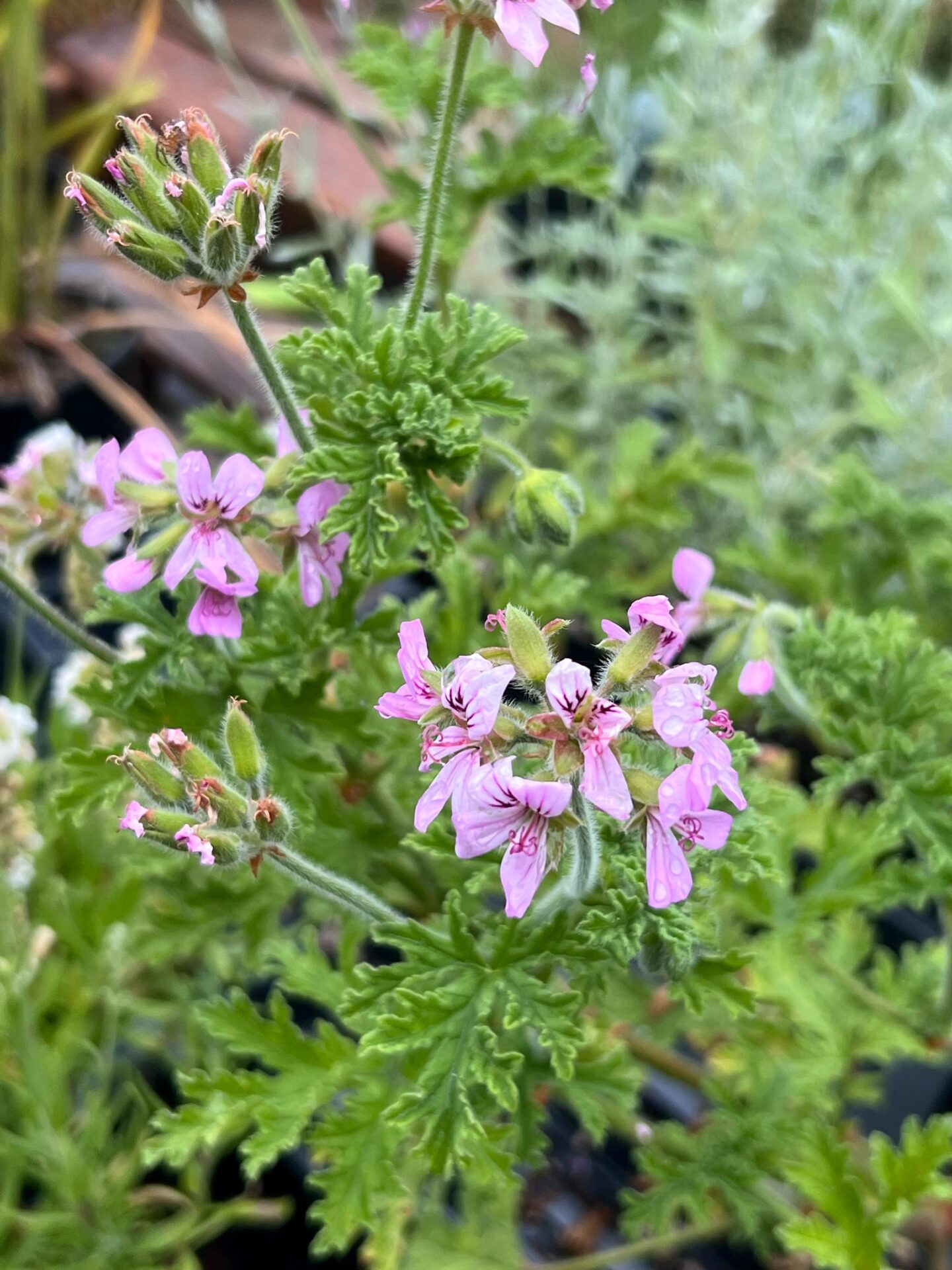 Индрише Pelargonium roseum с ароматни зелени листа за саксии и домашно отглеждане