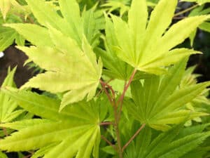 Acer palmatum ‘Summer Gold’ – японски клен със златистожълти листа и компактна декоративна корона.