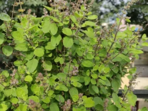 Свещен босилек (Tulsi) – зелено ароматно растение с цветни класове