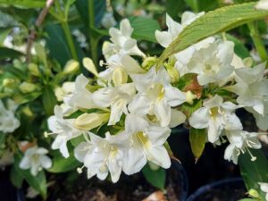 Weigela florida ‘Candida’ с обилен бял цъфтеж и свежи зелени листа