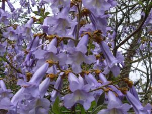 Paulownia tomentosa – декоративно дърво с едри сърцевидни листа и лилави цветове