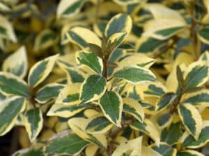 Elaeagnus Gilt Edge – вечнозелен храст със златисто-жълт кант по листата